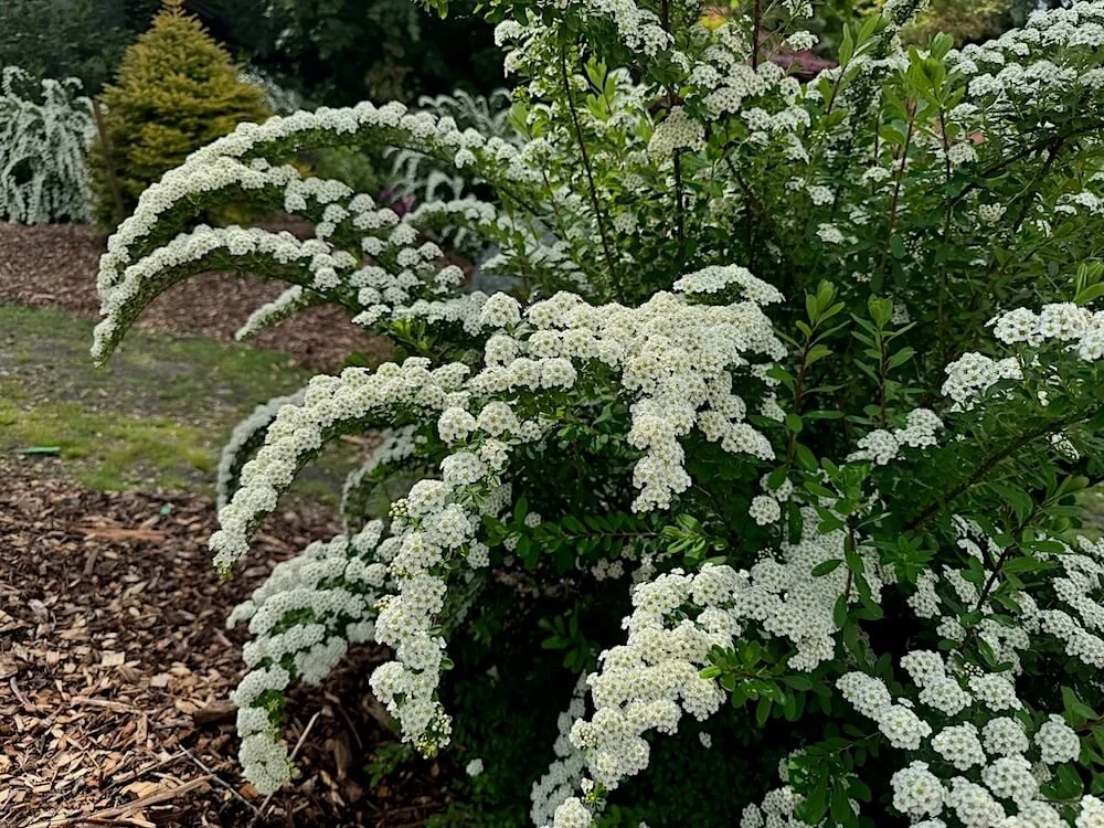 Spiraea nipponica