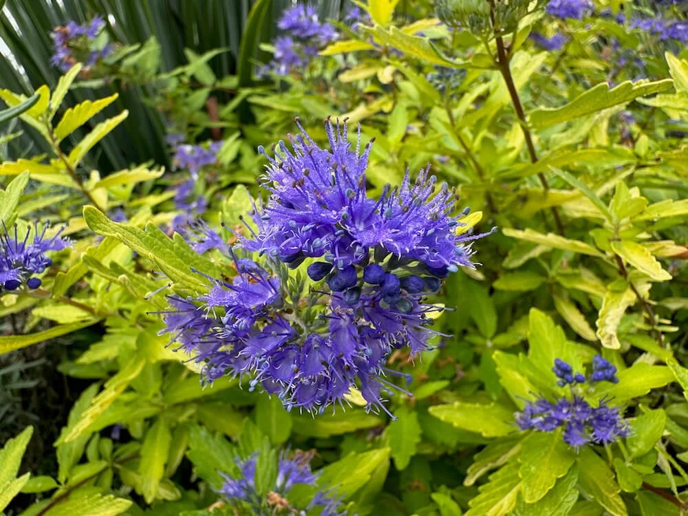 Caryopteris x clandonensis 'Gold Crest'