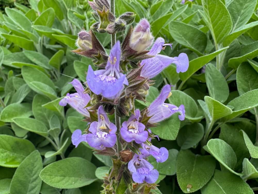 Salvia officinalis