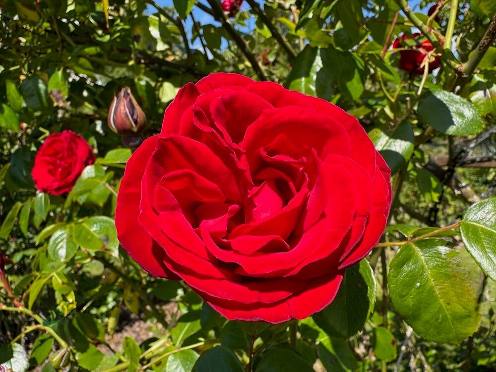 Rosa 'Dublin Bay'