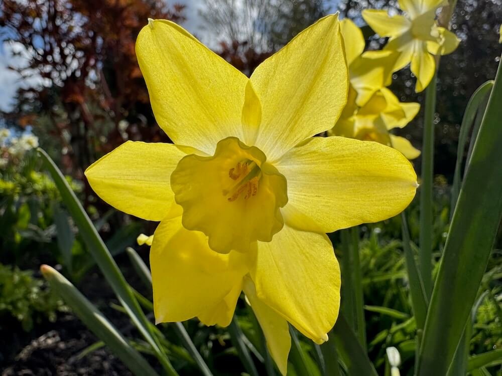 Narcissus 'Pipit'