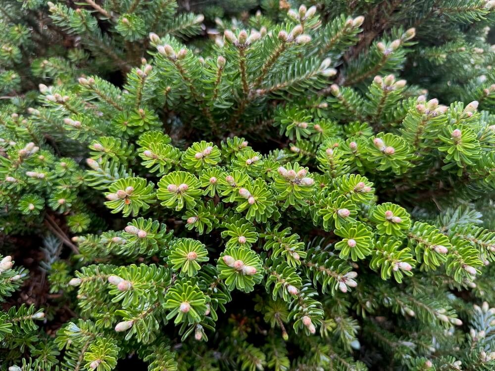 Abies koreana 'Silberzwerg'