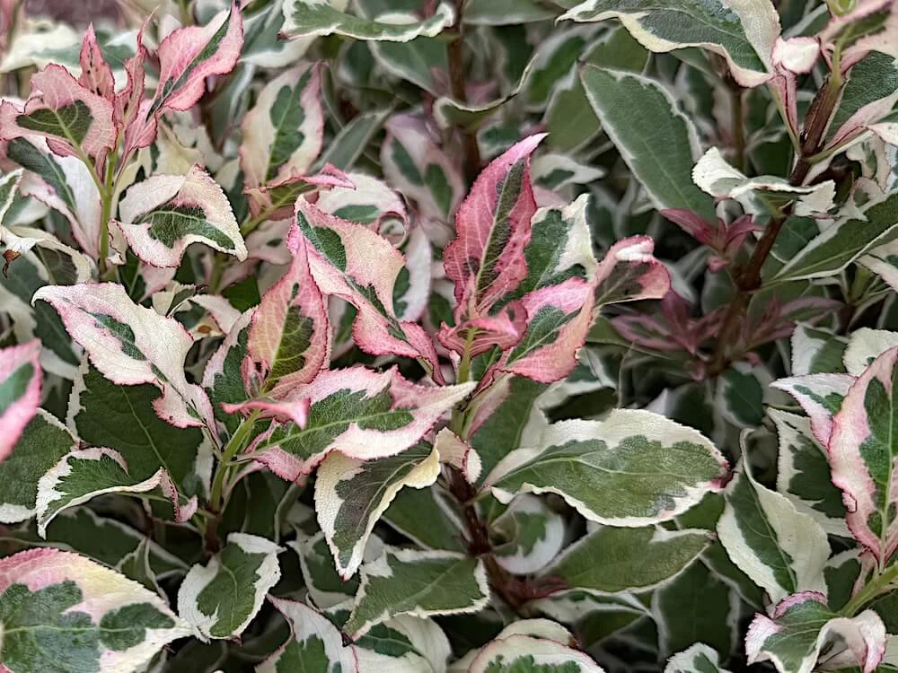 WEIGELA
