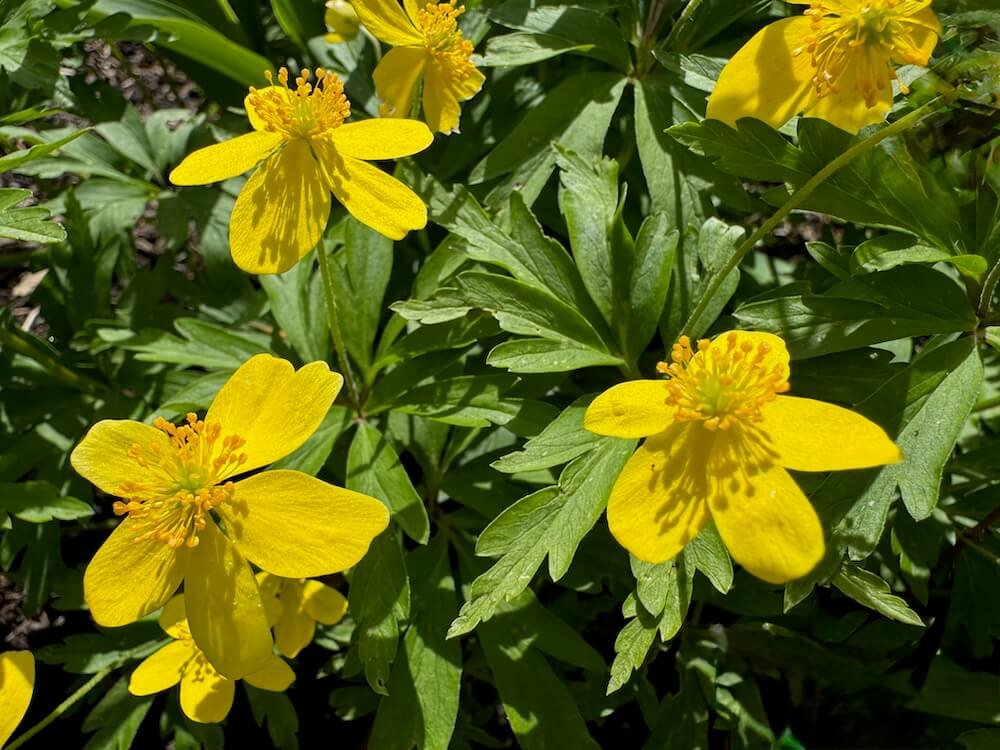 Anemone ranunculoides