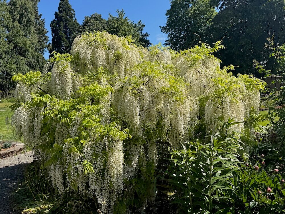 Wisteria floribunda 'Alba'
