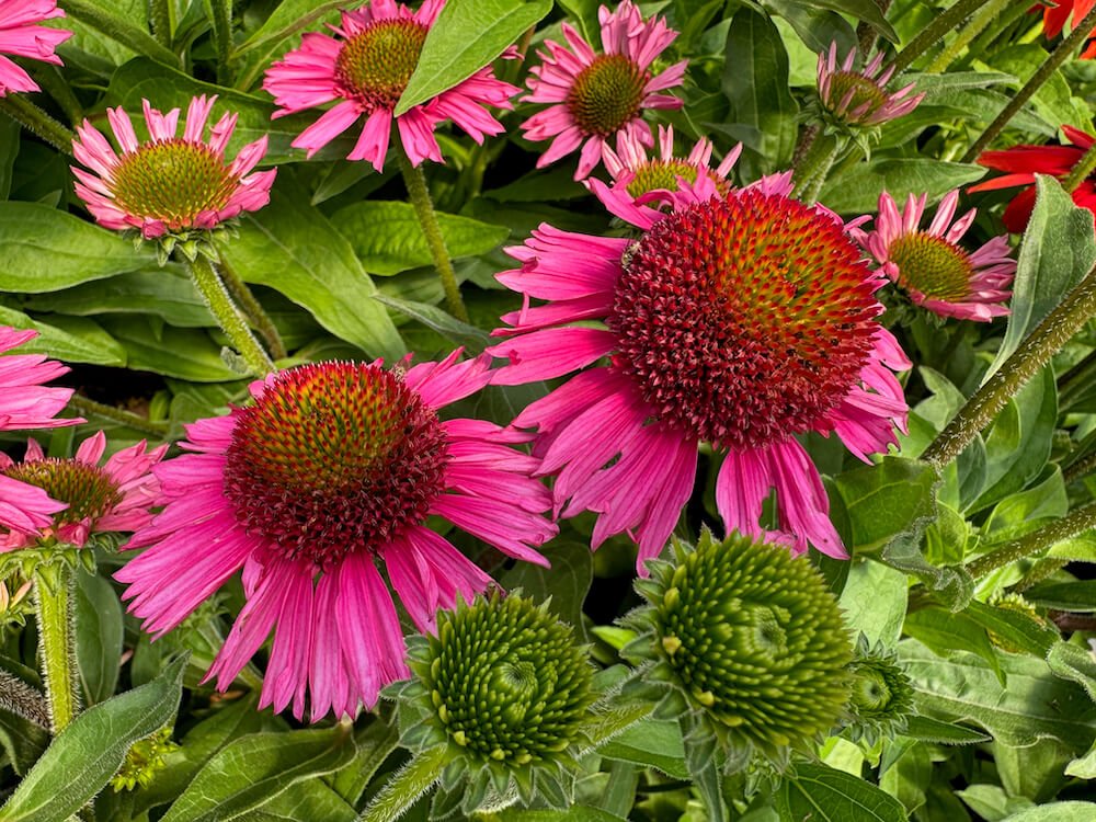 Echinacea purpurea 'Delicious Candy'
