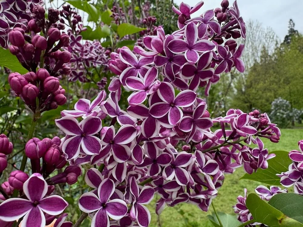 Syringa vulgaris 'Sensation'