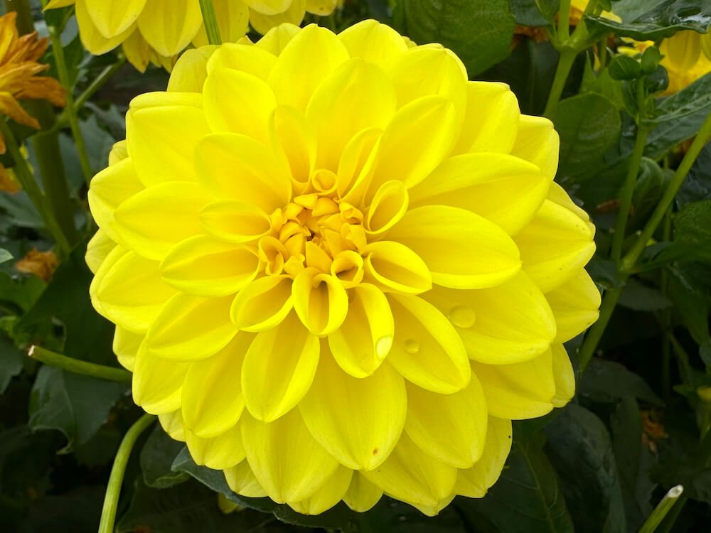 Dahlia 'Sisa'