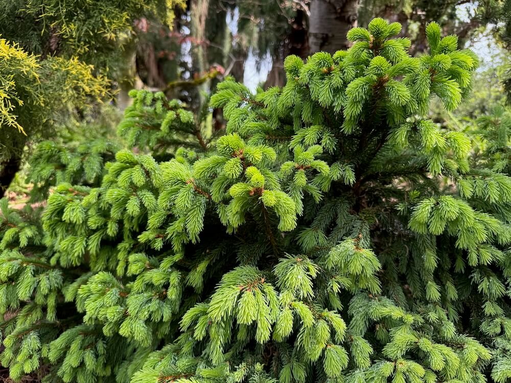 Picea abies 'Stephanie's Green Golf Ball'