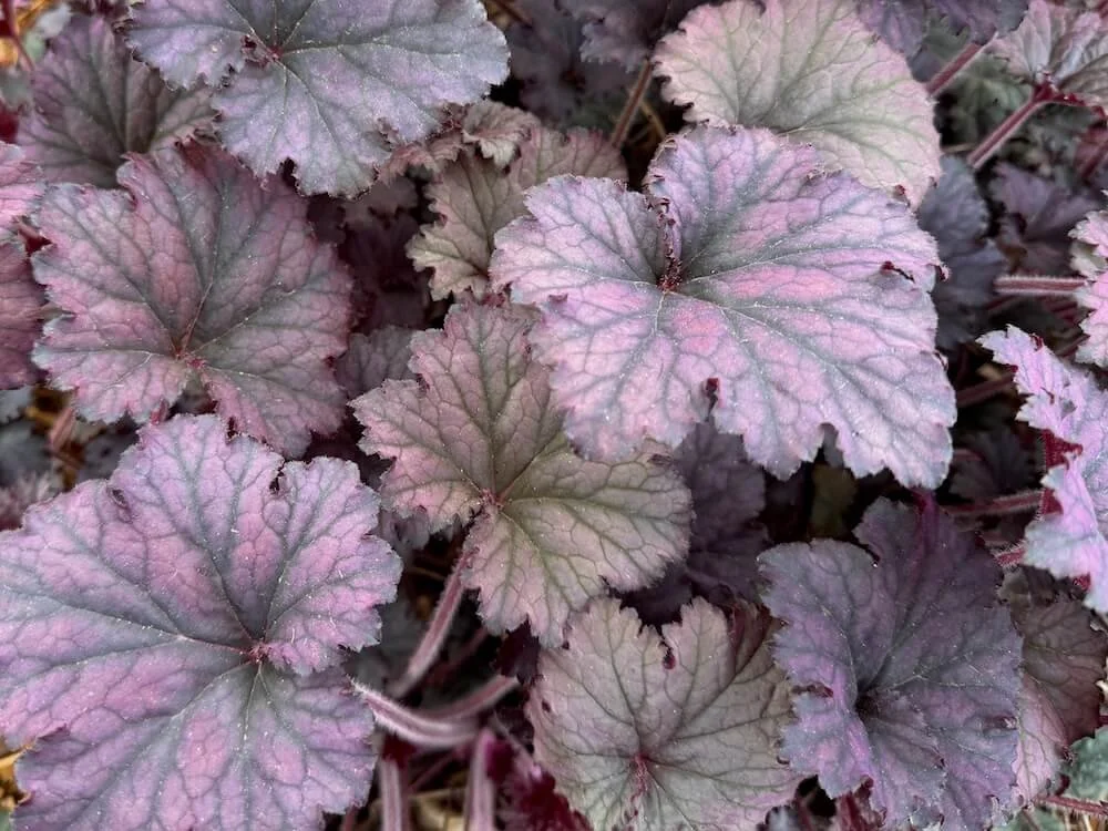Heuchera 'Frosted Violet'