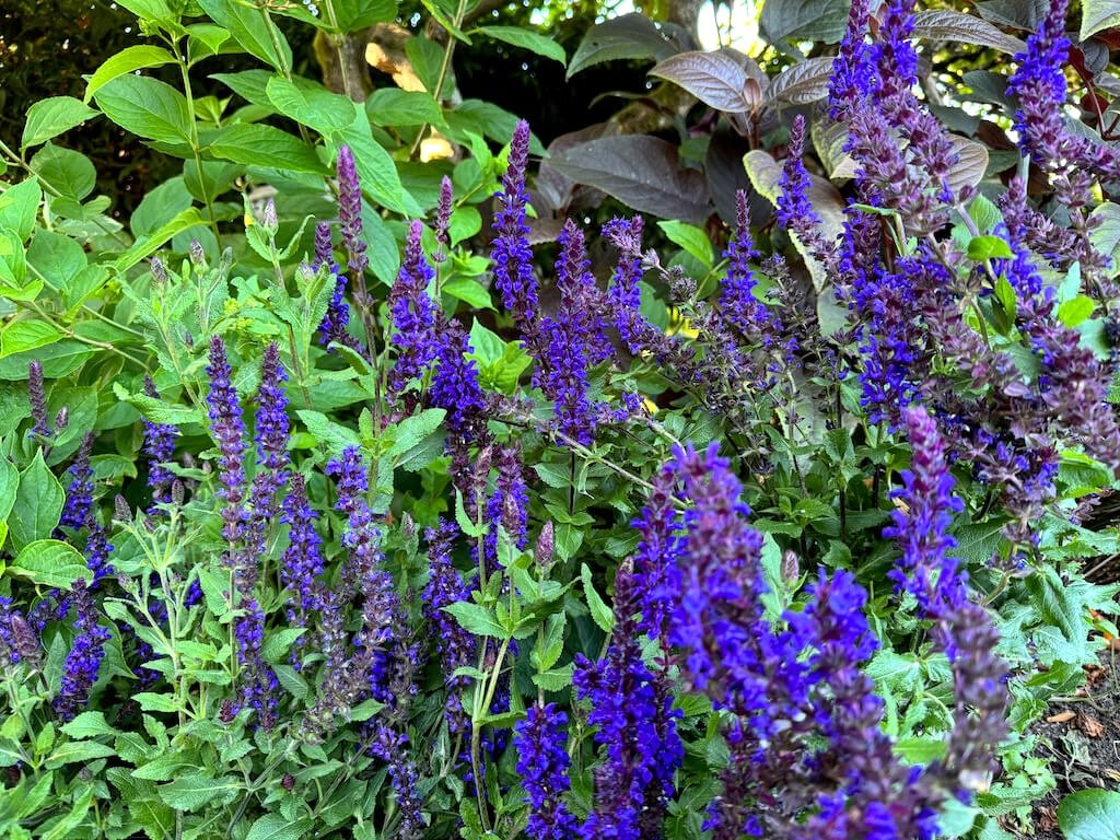 Salvia nemorosa 'Salvatore Blue'
