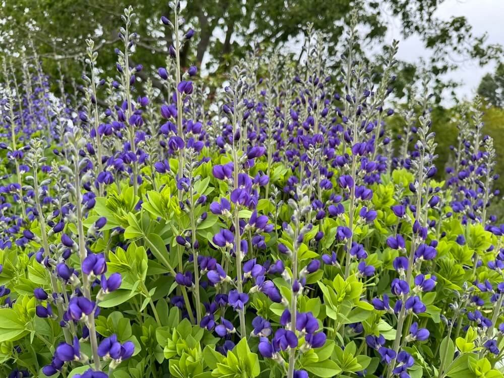 FALSE INDIGO (Baptisia)