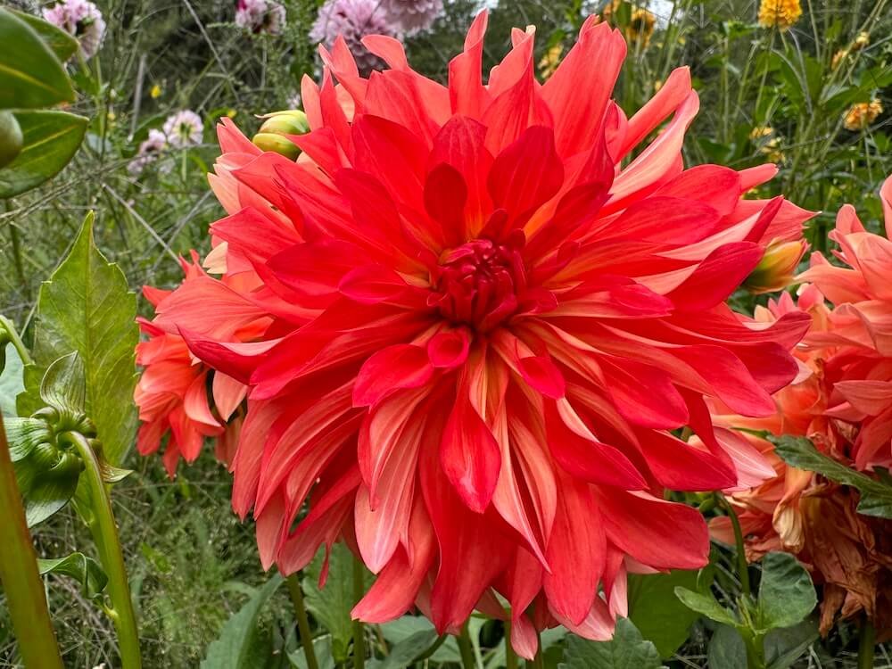 Dahlia 'Baron Katie'