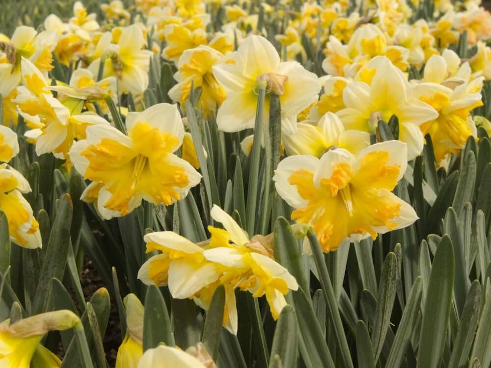 Narcissus 'Orangery'