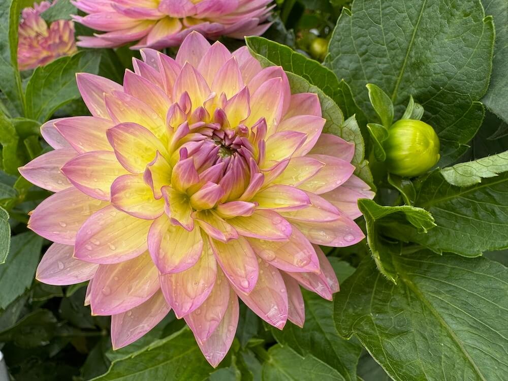 Dahlia 'China Doll'