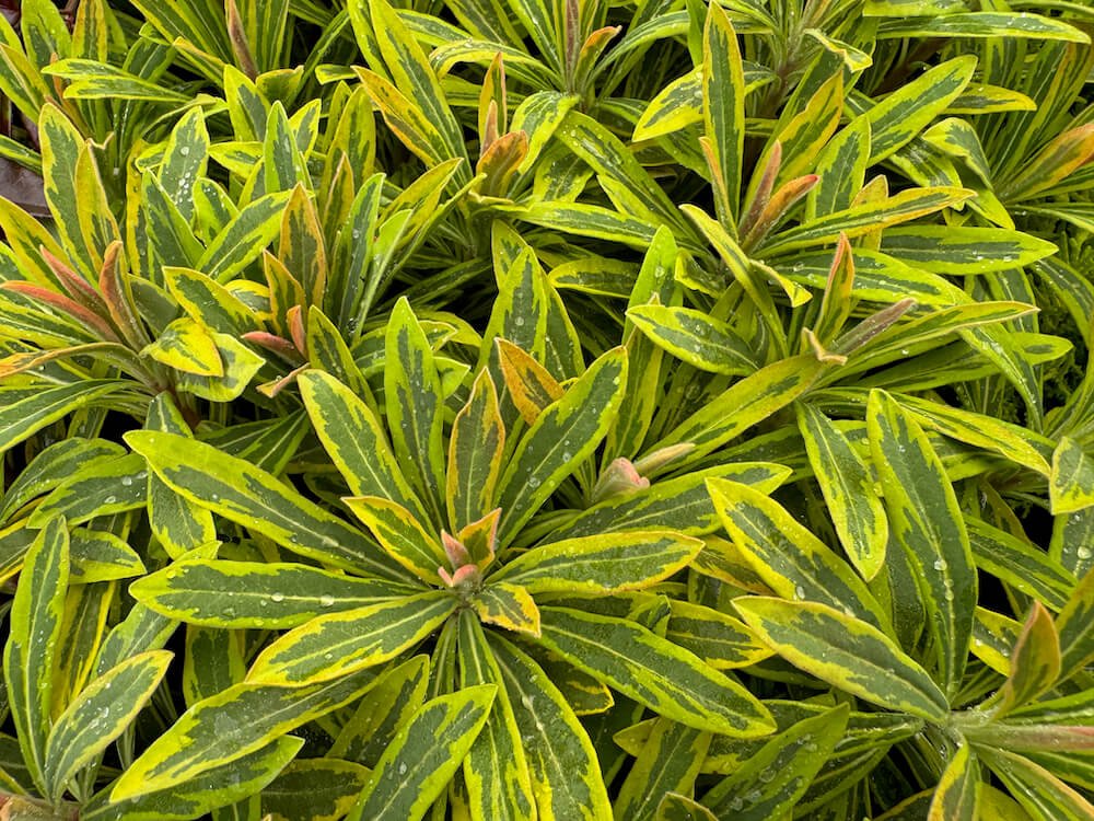 Euphorbia x martinii ‘Ascot Rainbow’