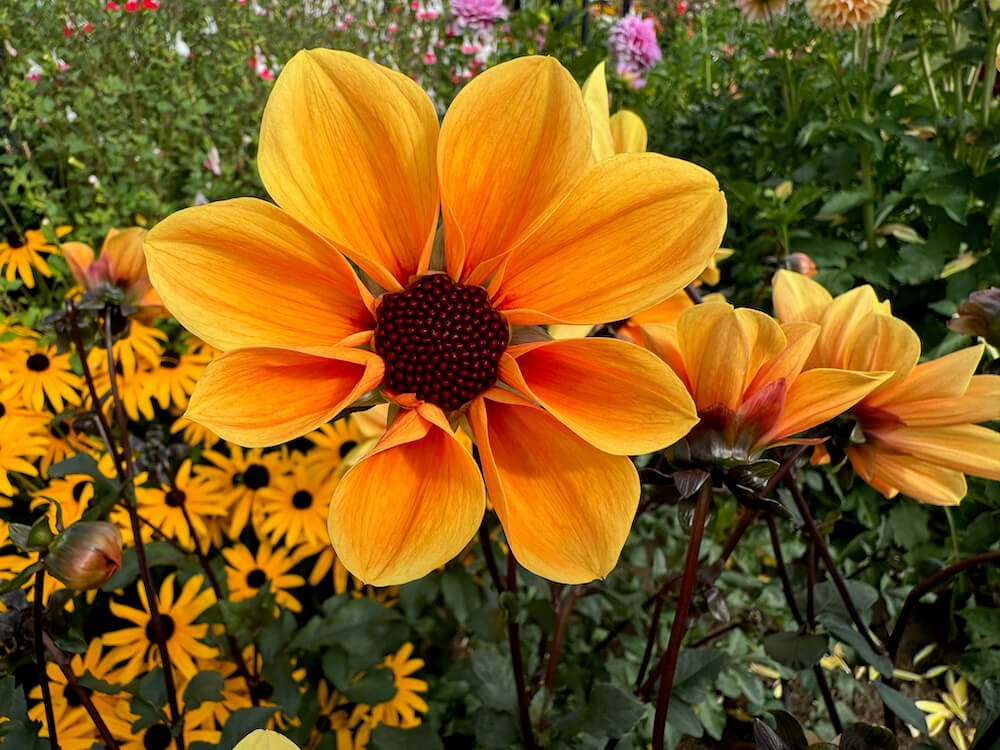Dahlia 'Golden Hour'