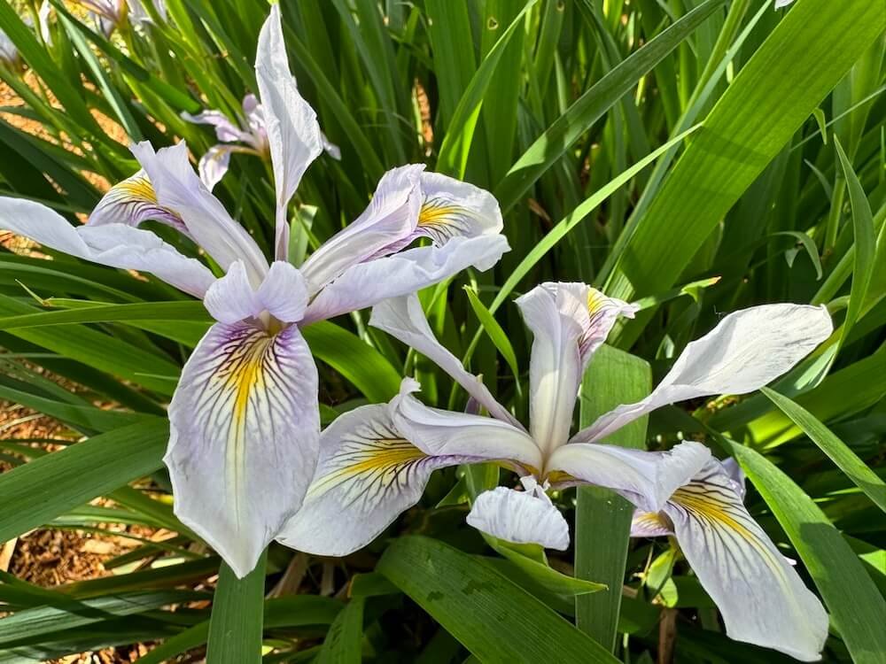 Iris douglasiana
