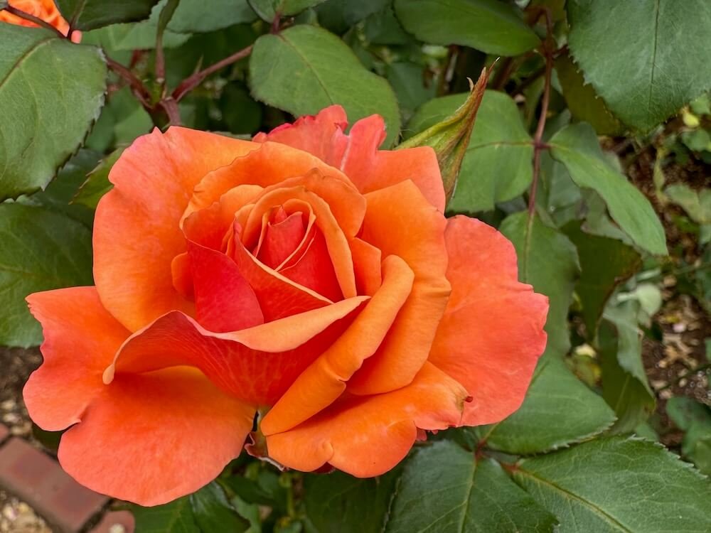 Rosa 'Tuscan Sun'