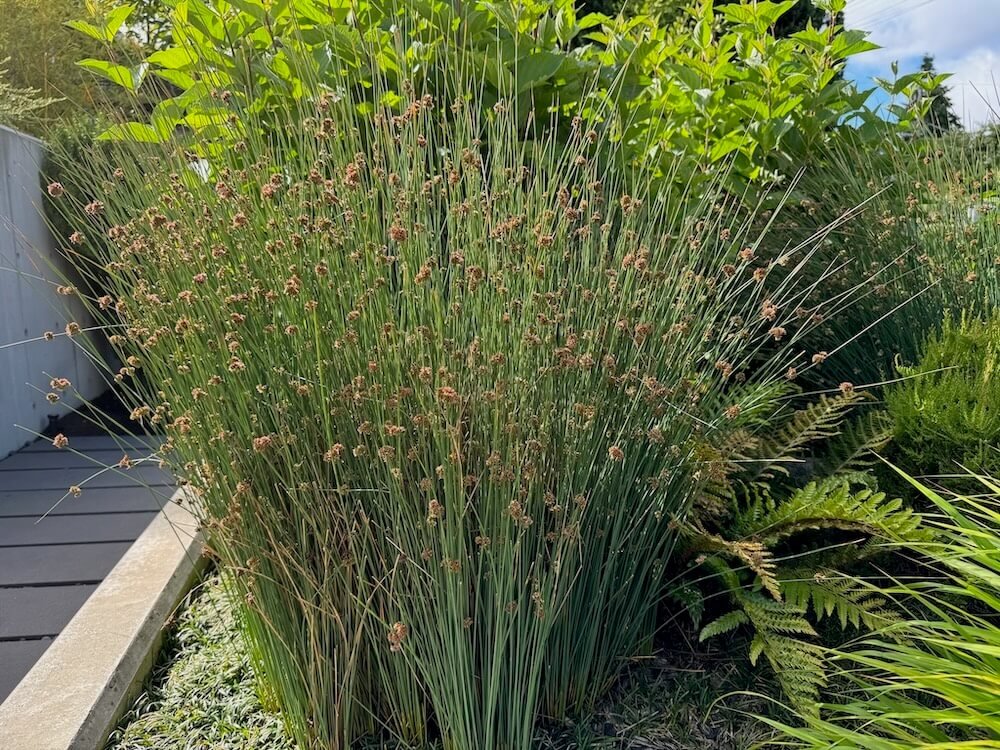 Juncus patens
