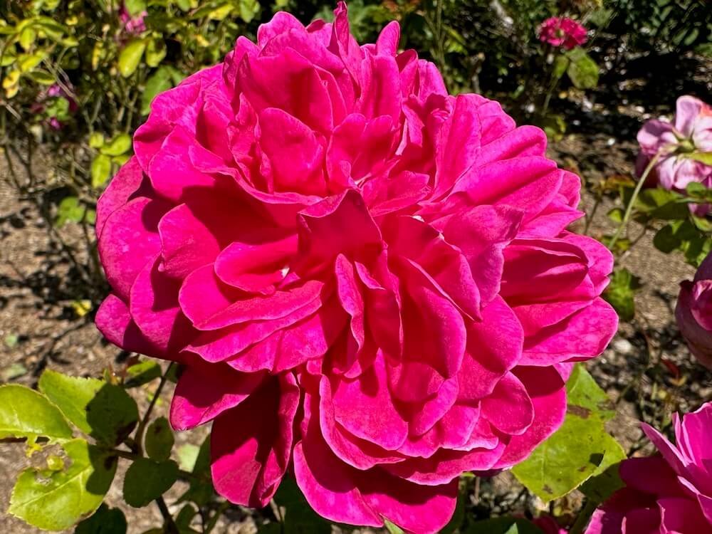 Rosa 'Auslot'