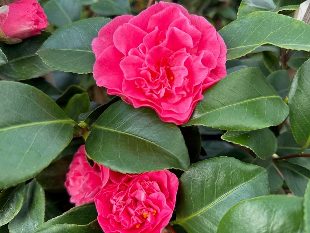 Camellia japonica 'Spellbound'
