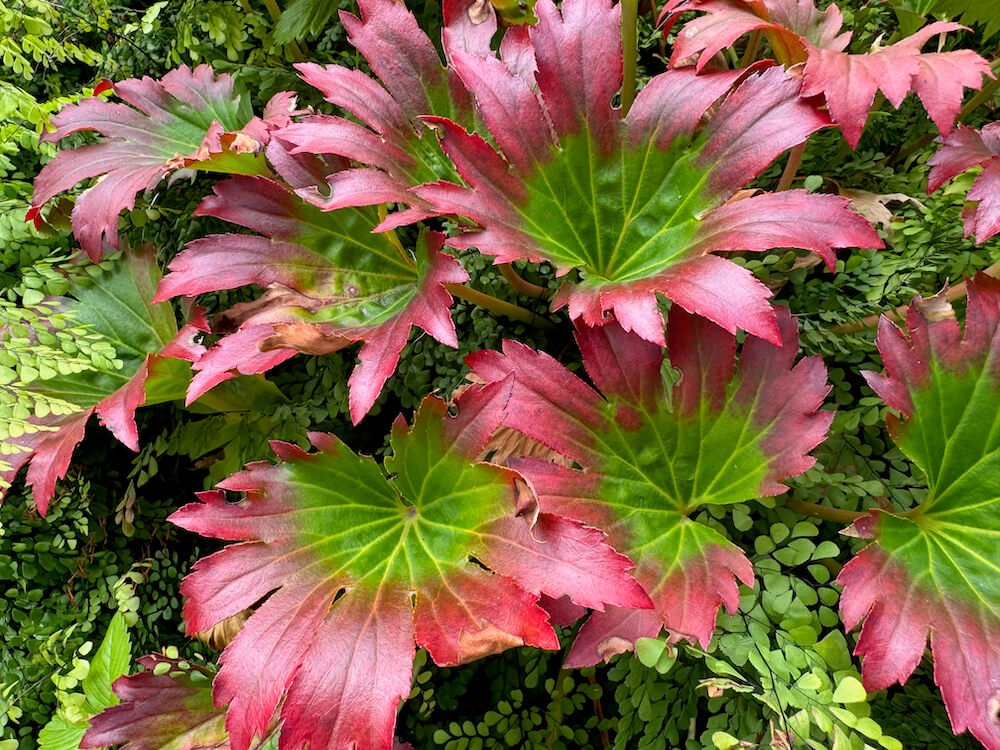 Mukdenia rosii ‘Crimson Fans’