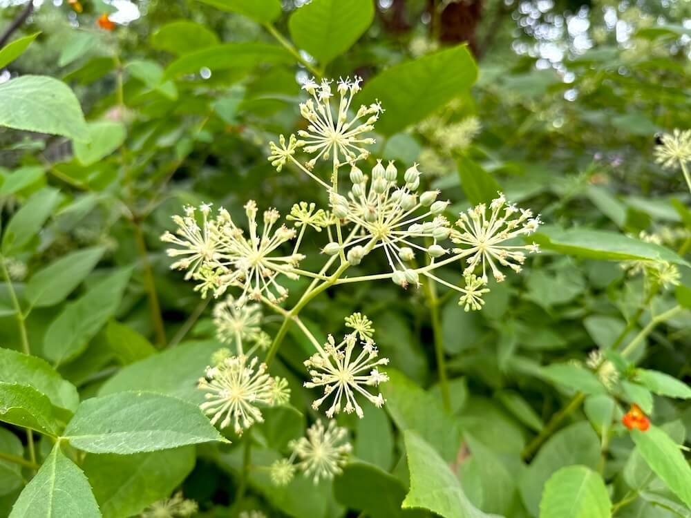 Aralia californica