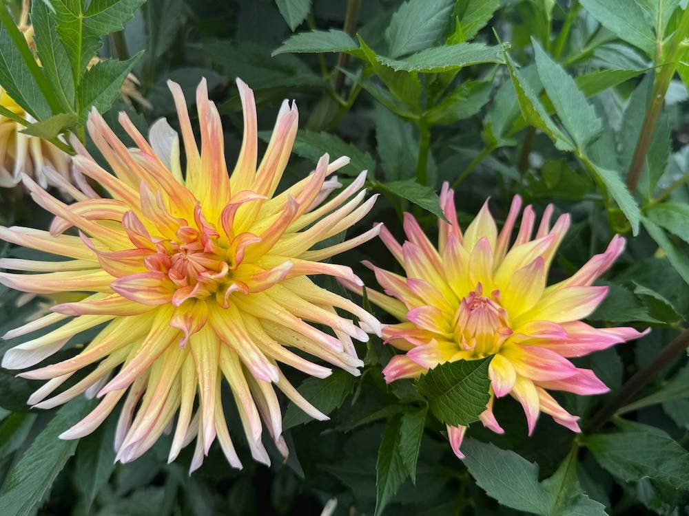 Dahlia 'Cabana Banana'