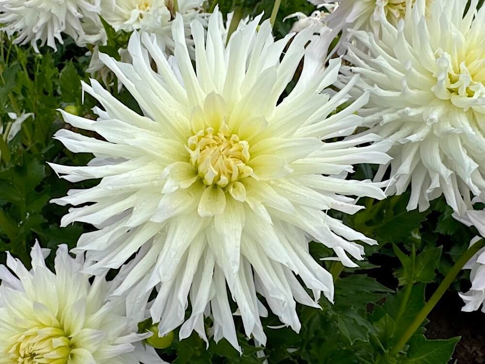 Dahlia 'Magic Moment'
