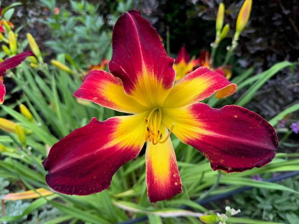 Hemerocallis 'Spider to the Fly'