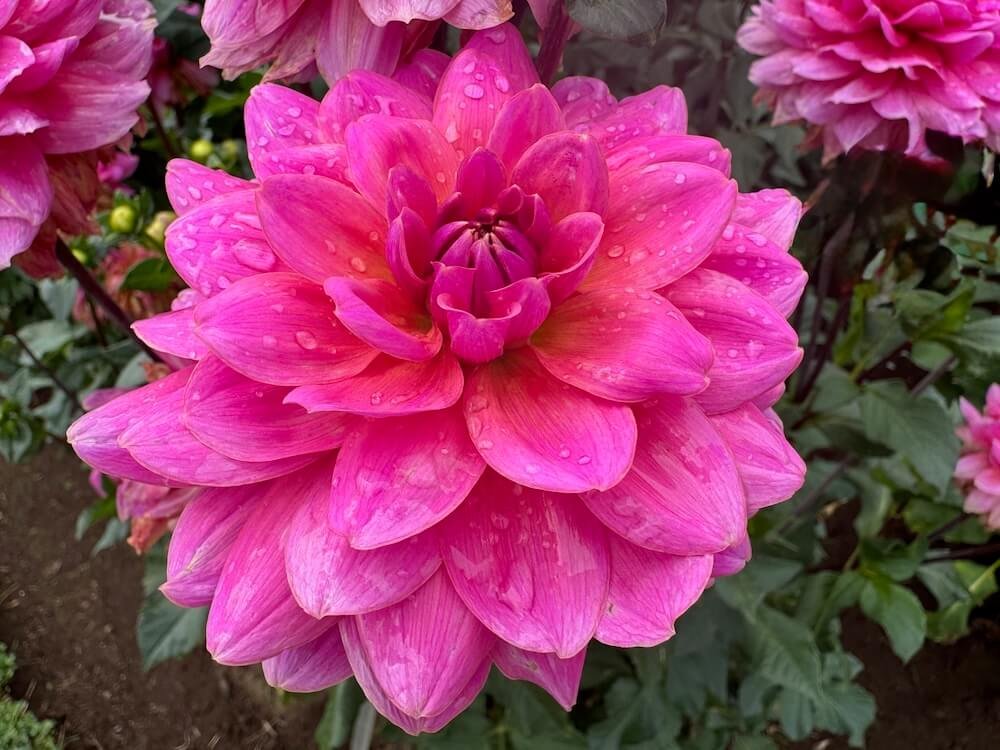 Dahlia 'Lovebug'