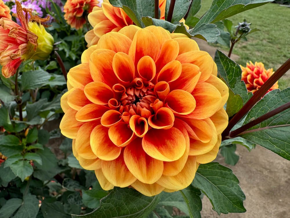 Dahlia 'Orange U-Glad'