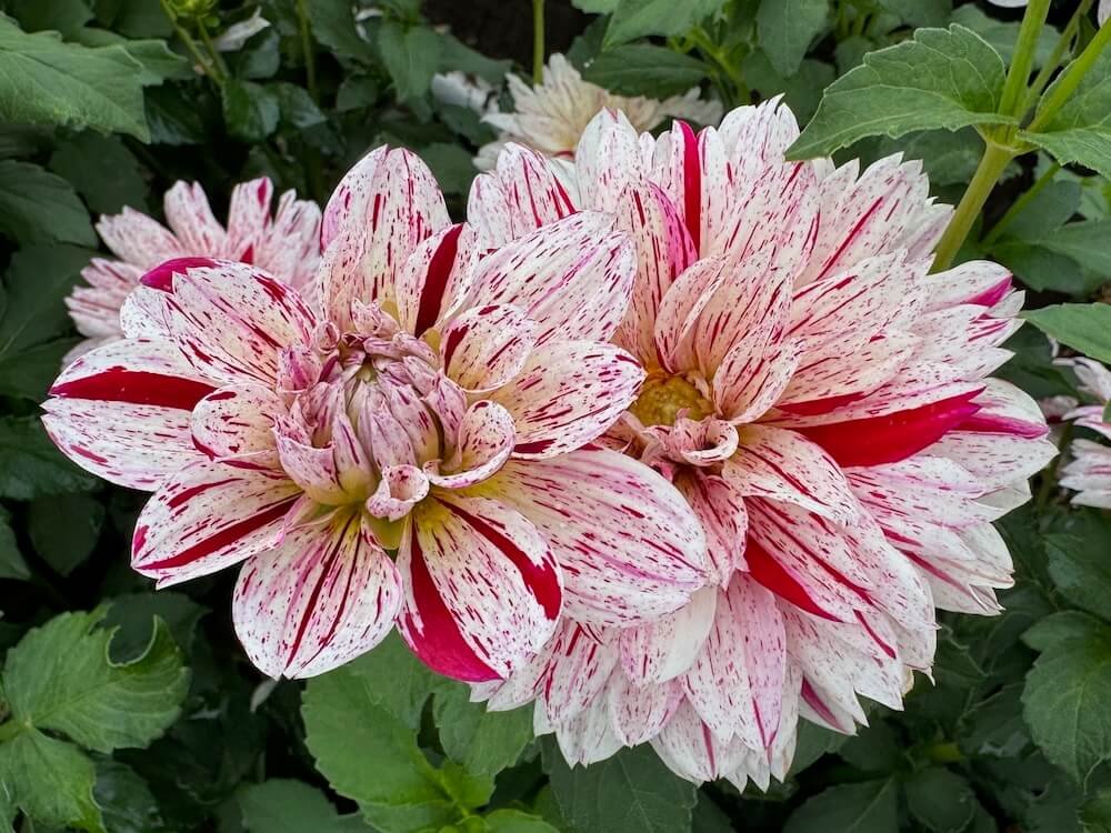 Dahlia 'Picasso'