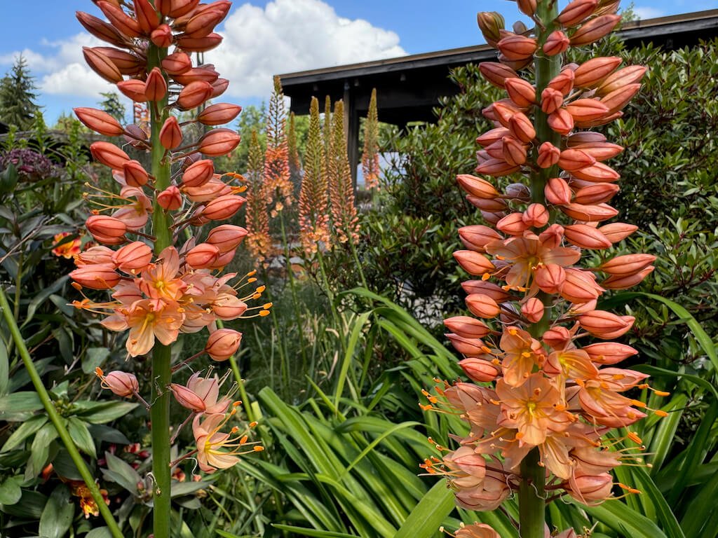 FOXTAIL LILY (Eremurus)