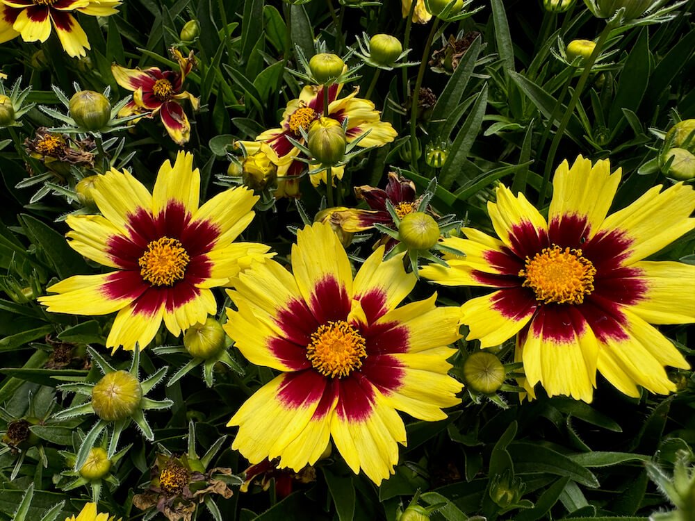 Coreopsis 'Super Star'