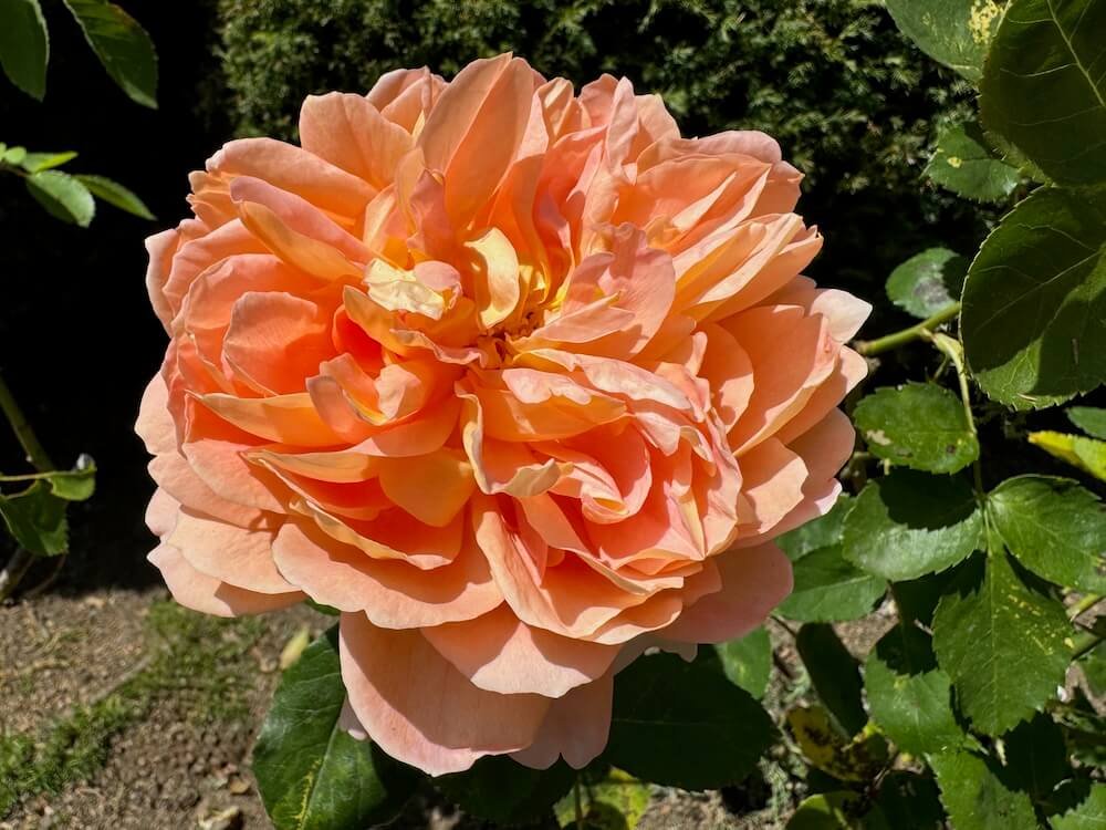 Rosa 'Auskeppy'