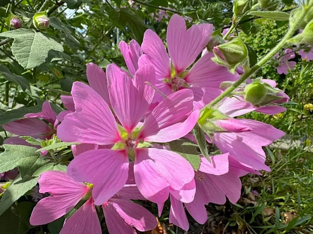 Lavatera x clementii 'Rosea'