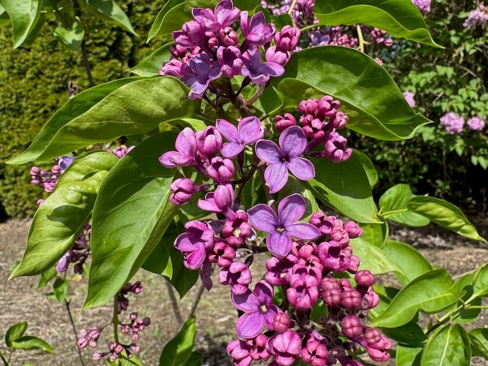 Syringa vulgaris 'Yankee Doodle'