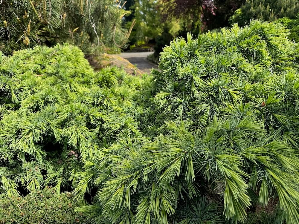 Cedrus libani 'Hedgehog'