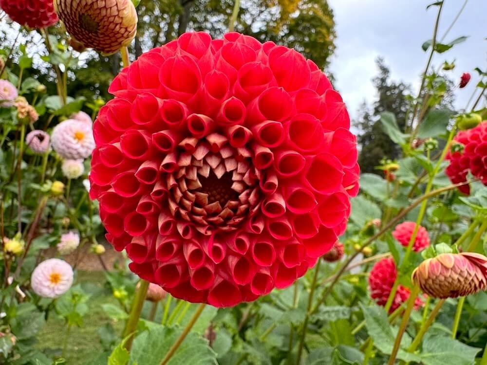 Dahlia 'Irish Red'