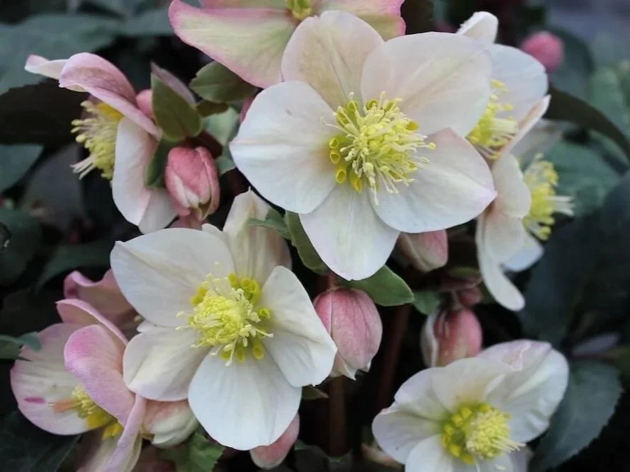 Helleborus x e. HGC 'Shooting Star'