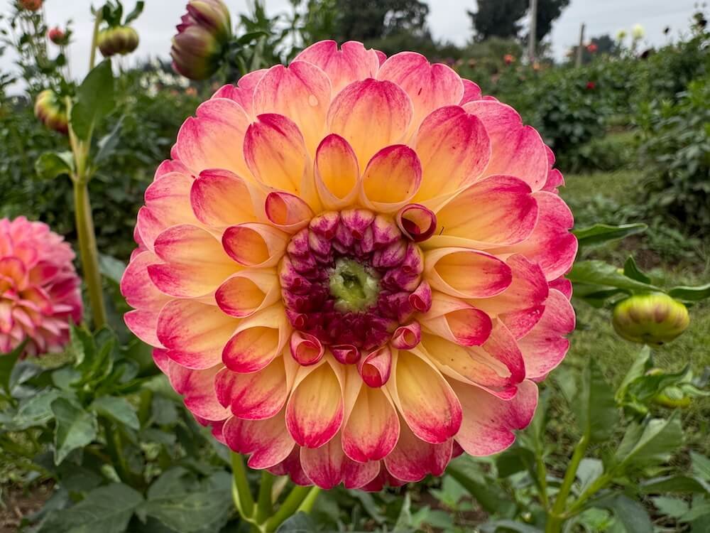 Dahlia 'Kaiser Wilhelm'