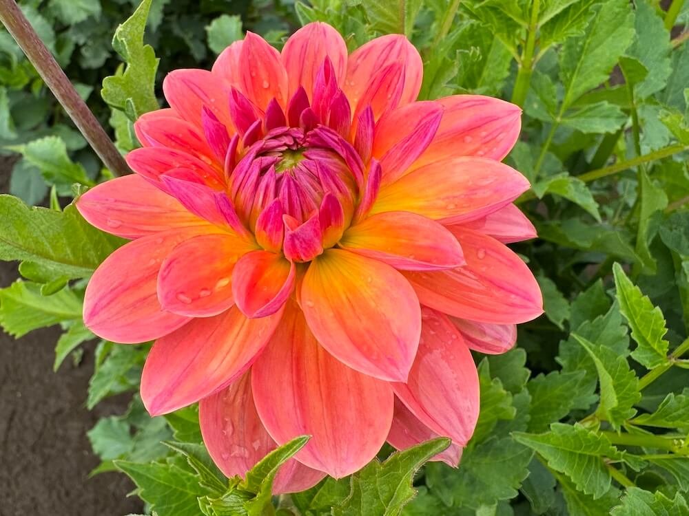Dahlia 'Oregon Sunset'