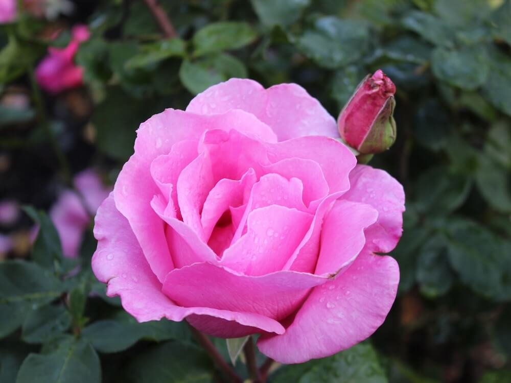 Rosa 'McCartney'