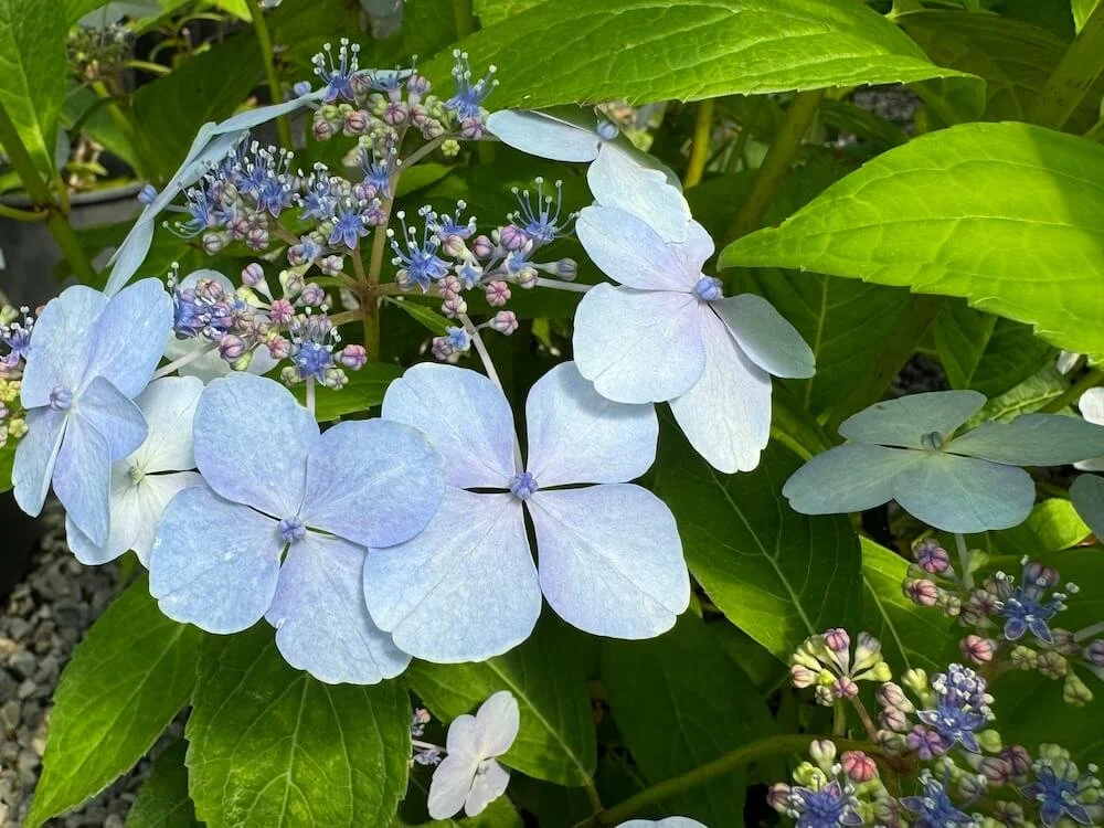 Hydrangea serrata 'Blue Bird'