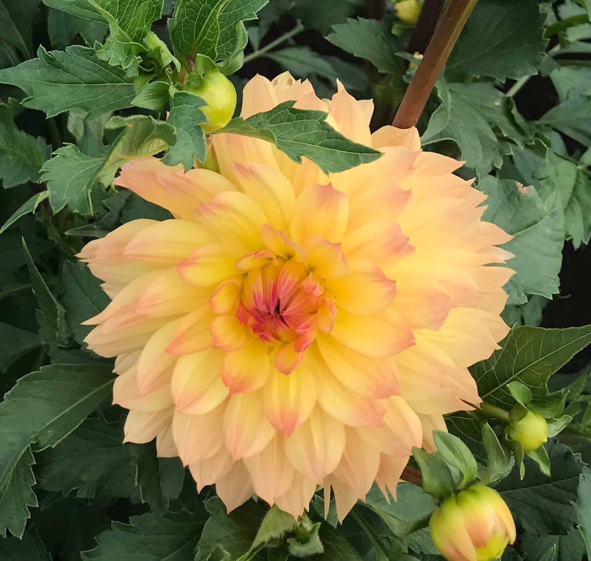 Dahlia 'Linna'