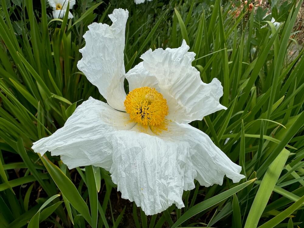 Romneya coulteri