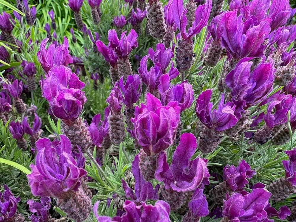 LAVENDER (Lavandula)