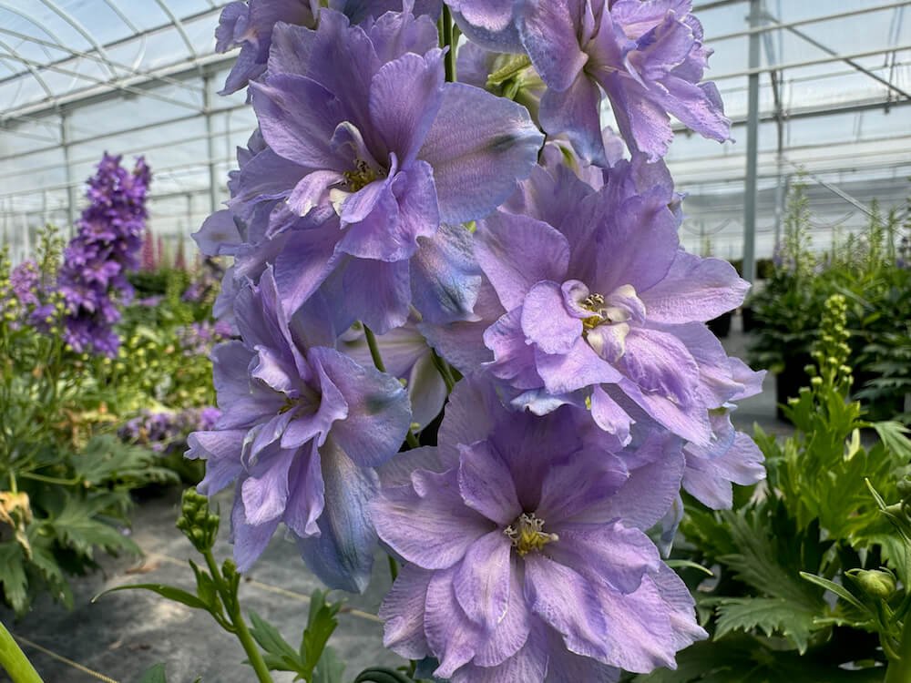 Delphinium Delgenius 'Shelby'